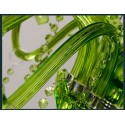 6 Light Green Candle Style Crystal Chandelier